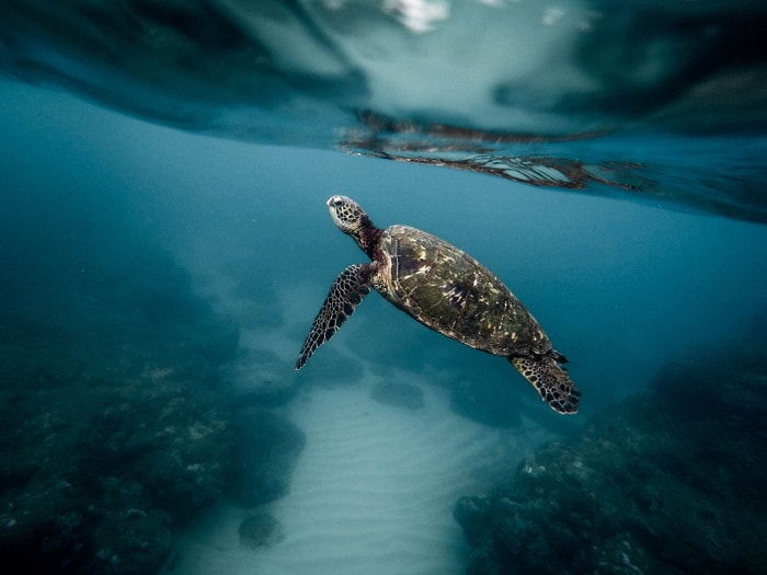 Hosteur devient donateur de The Sea Cleaners,  association ayant pour but de collecter les déchets dans les océans